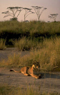 lion grass savanna 1980s 1990s A4 Photo Print