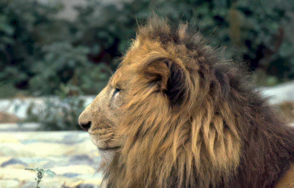 lion headshot mane Vintage A4 Photo Print