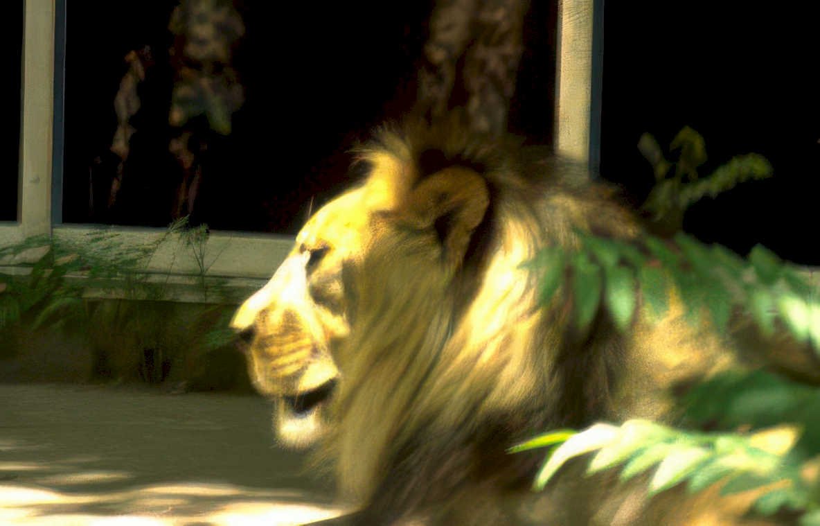 lion headshot zoo Vintage A4 Photo Print