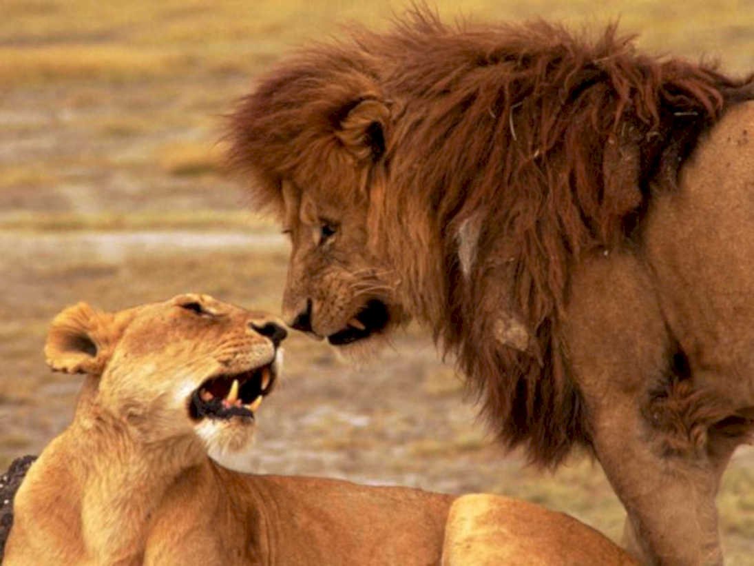 lion lioness savanna1980s 1990s A4 Photo Print