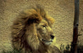 lion mane concrete Vintage A4 Photo Print
