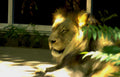 lion portrait dusk Vintage A4 Photo Print