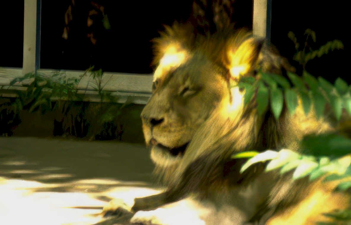 lion portrait dusk Vintage A4 Photo Print