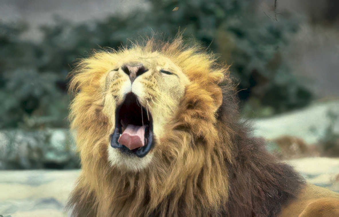 lion portrait mane 1 Vintage A4 Photo Print
