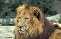 lion portrait mane 2 Vintage A4 Photo Print