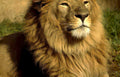 lion portrait mane 5 Vintage A4 Photo Print