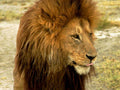 lion portrait mane1980s 1990s A4 Photo Print