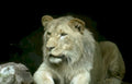 lion portrait rock Vintage A4 Photo Print