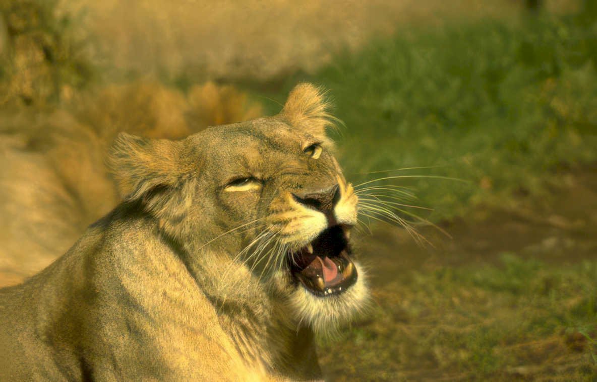lion portrait savanna Vintage A4 Photo Print
