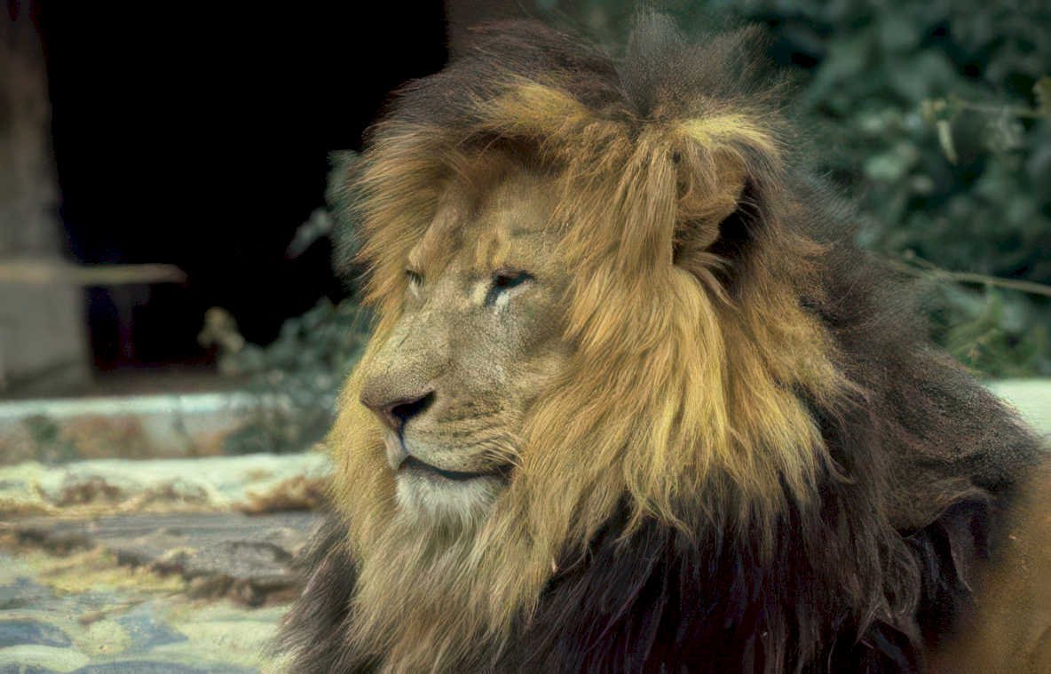 lion portrait zoo 3 Vintage A4 Photo Print