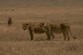 lion serengeti grass 1980s 1990s A4 Photo Print
