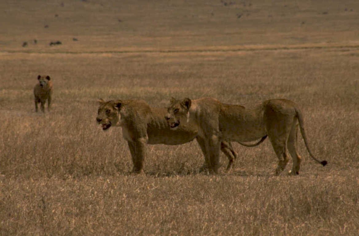 lion serengeti grass 1980s 1990s A4 Photo Print