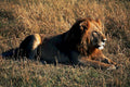 lion sunset maasai1980s 1990s A4 Photo Print