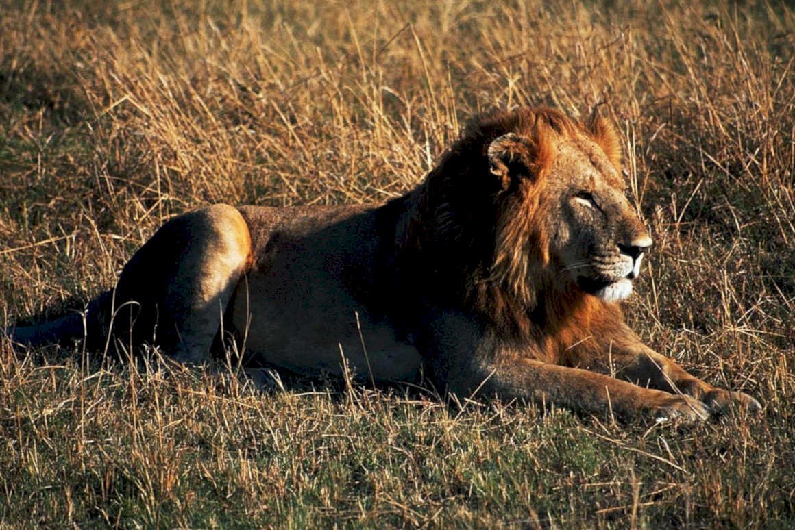 lion sunset maasai1980s 1990s A4 Photo Print
