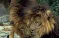 lionbond zoo detail Vintage A4 Photo Print