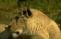 lioness cub savanna Vintage A4 Photo Print