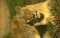 lioness grass savanna Vintage A4 Photo Print