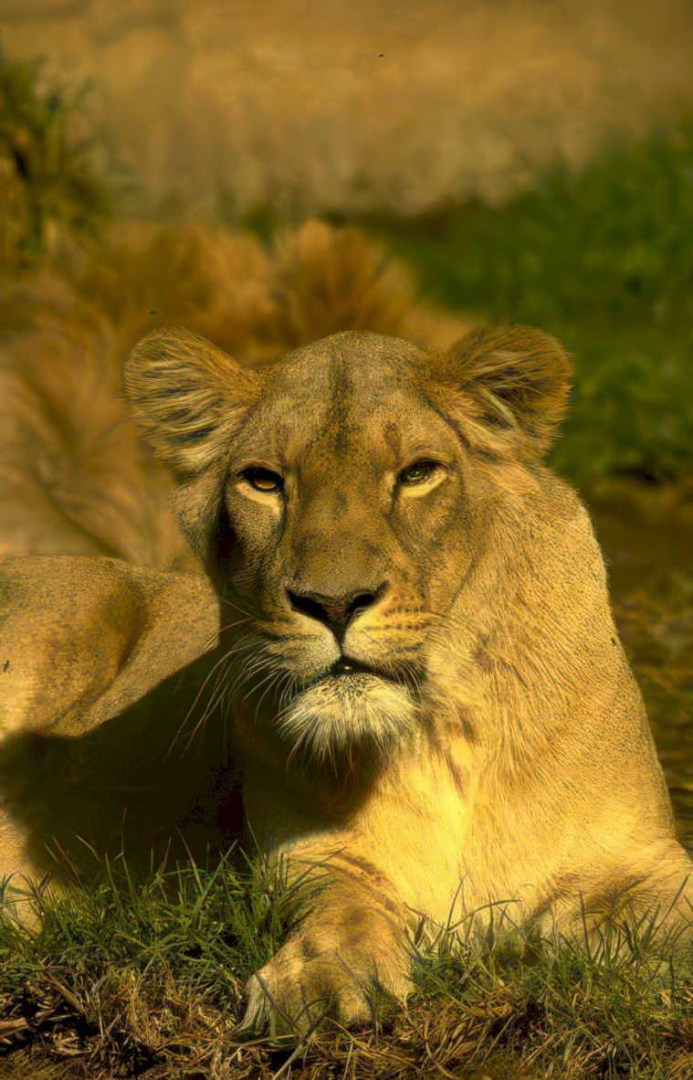 lioness portrait grass Vintage A4 Photo Print
