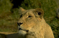 lioness savanna golden Vintage A4 Photo Print