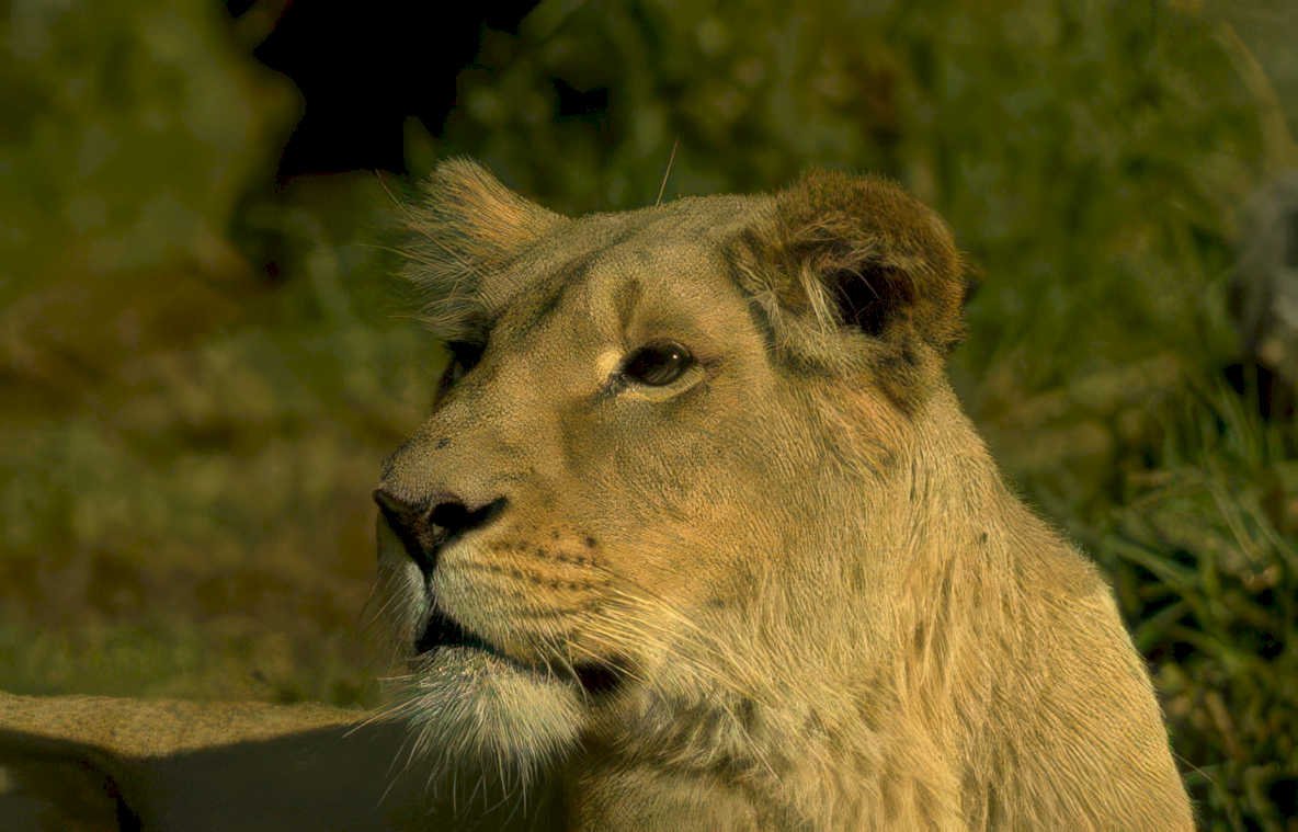 lioness savanna golden Vintage A4 Photo Print