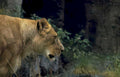 lioness savanna grass Vintage A4 Photo Print