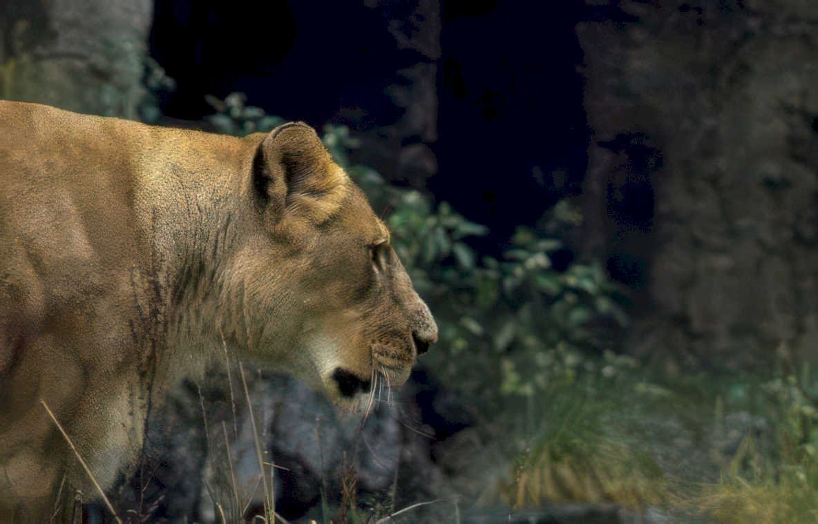 lioness savanna grass Vintage A4 Photo Print