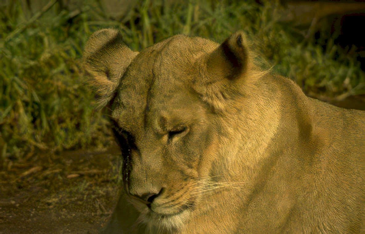 lioness serengeti daytime Vintage A4 Photo Print