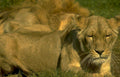 lioness serengeti grass Vintage A4 Photo Print