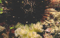 lionfish coral reef GIGA 2