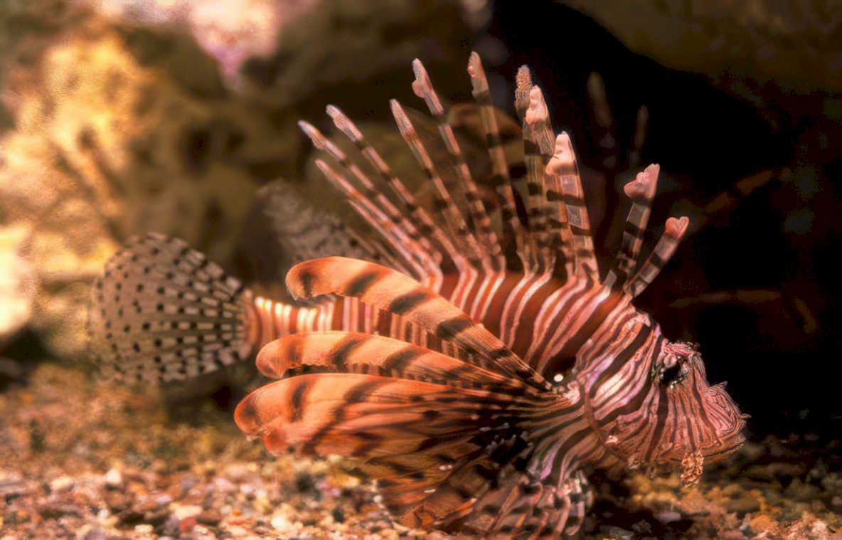 lionfish orange bed Vintage A4 Photo Print