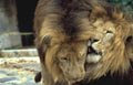 lions interaction zoo Vintage A4 Photo Print