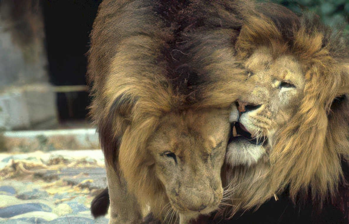 lions interaction zoo Vintage A4 Photo Print