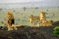lions rock savanna 2 1980s 1990s A4 Photo Print
