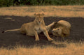 lions savannah 1980s 1990s A4 Photo Print