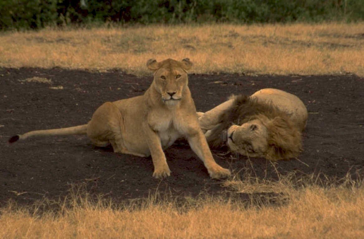 lions savannah 1980s 1990s A4 Photo Print