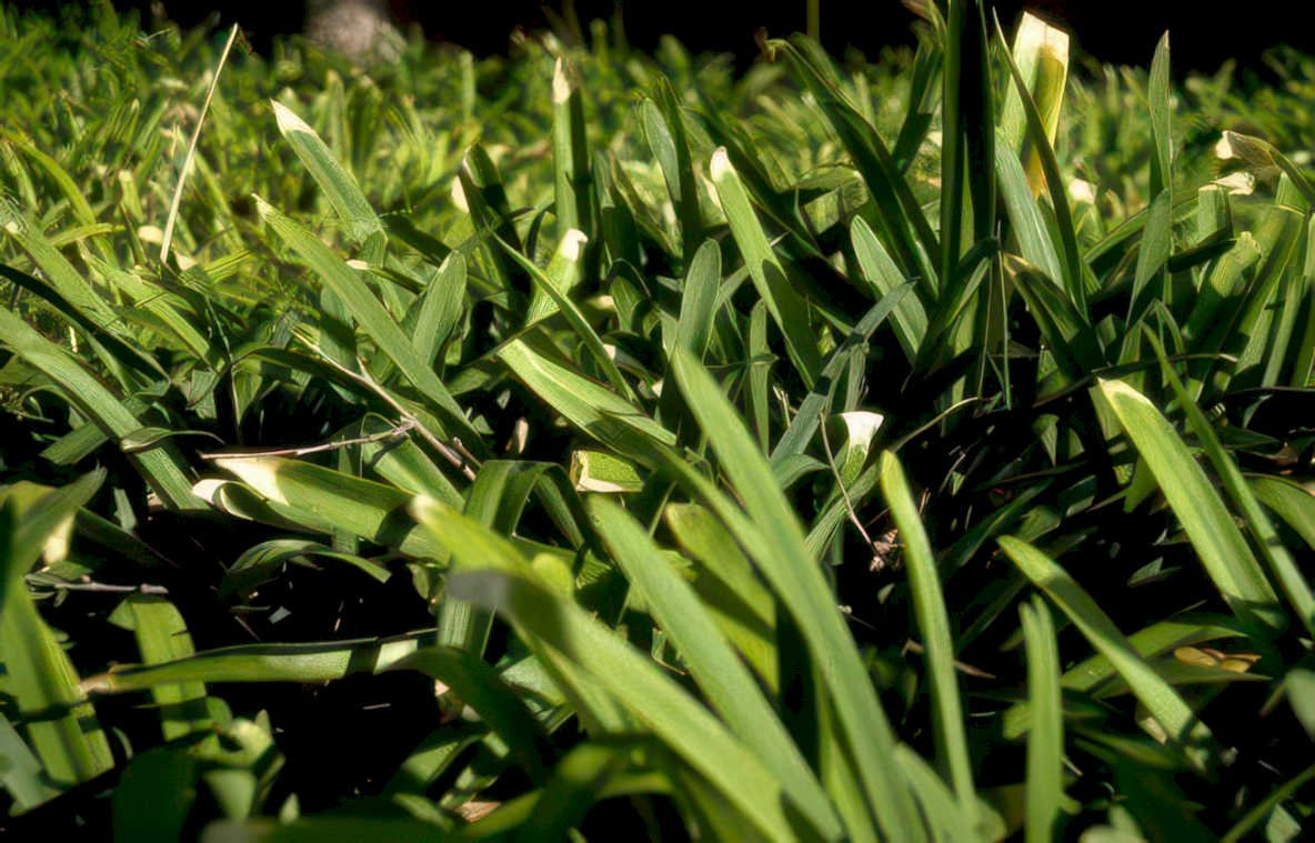 liriope foliage flowers Vintage A4 Photo Print