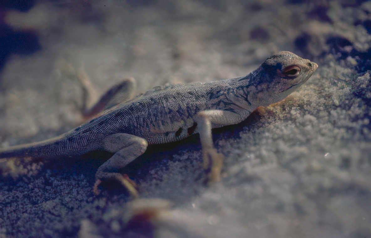lizard gray scales Vintage A4 Photo Print