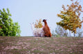 llamas autumn hills1980s 1990s A4 Photo Print