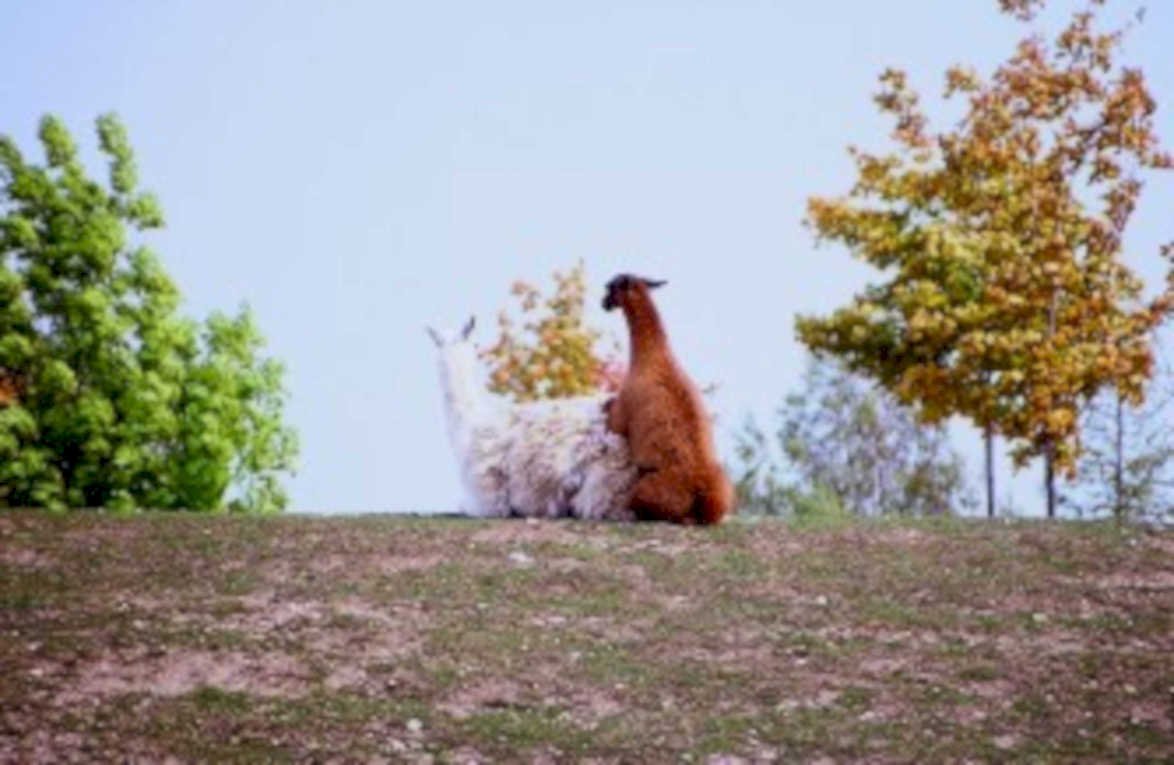 llamas autumn hills1980s 1990s A4 Photo Print