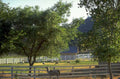 llamas pasture hills 1980s 1990s A4 Photo Print