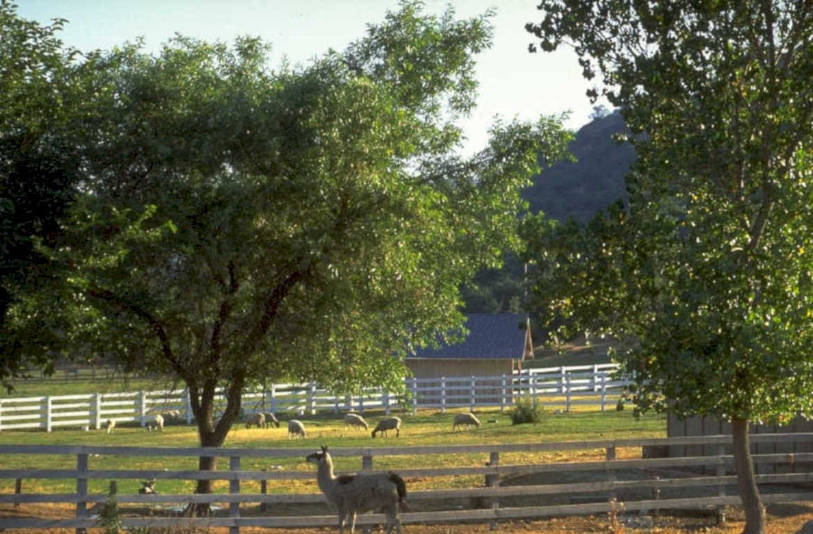 llamas pasture hills 1980s 1990s A4 Photo Print