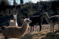 llamas peru andes 1980s 1990s A4 Photo Print