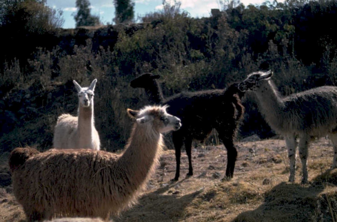 llamas peru andes 1980s 1990s A4 Photo Print