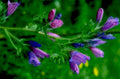 lobelia siphilitica buds1980s 1990s A4 Photo Print