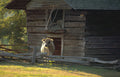 log cabin cow Vintage A4 Photo Print