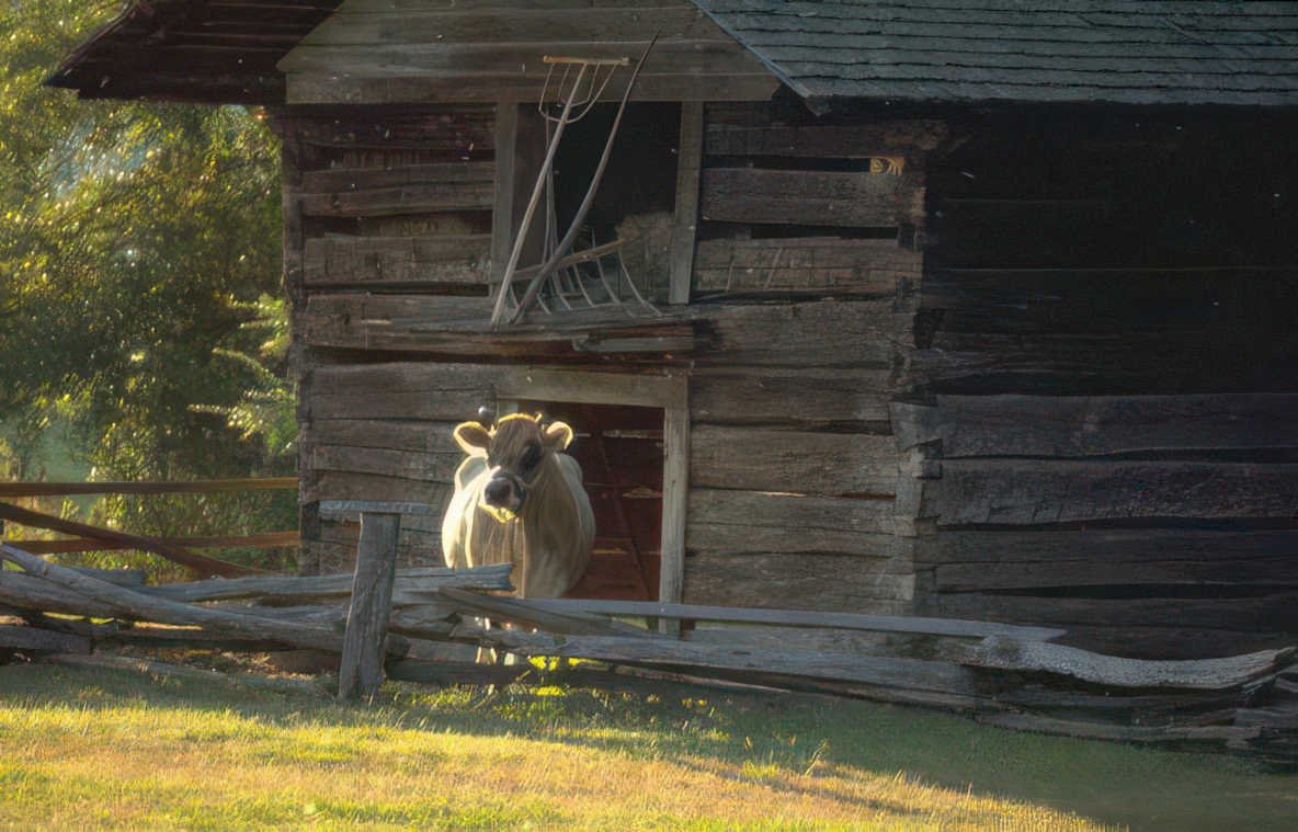 log cabin cow Vintage A4 Photo Print