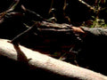 log debris forest1980s 1990s A4 Photo Print
