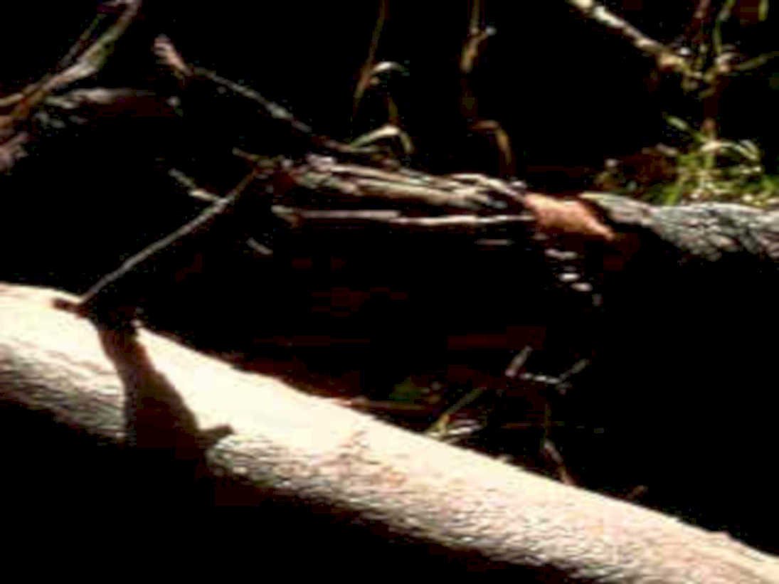 log debris forest1980s 1990s A4 Photo Print