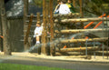 log playground boys Vintage A4 Photo Print