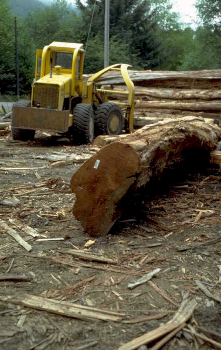 log sorting fir 1980s 1990s A4 Photo Print